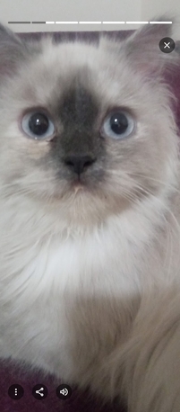 Manama, Pet Adoption, Lovely Cats