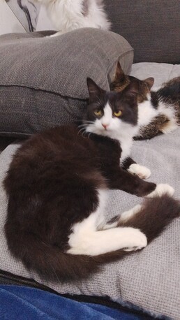 Manama, Pet Adoption, Lovely Cats