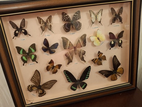 Manama, Household Items, BHD 15,  Real Buttery Fly Photo