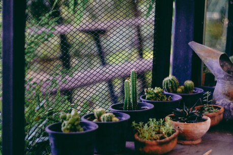 Mumbai, Farm/Garden, Terrace Vegetable Garden Ideas In India For Fresh Homegrown Produce