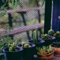 Terrace Vegetable Garden Ideas In India For Fresh Homegrown Produce