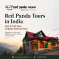 Red Panda Tours In India &ndash; Stay & Trek Near Singalila National Park