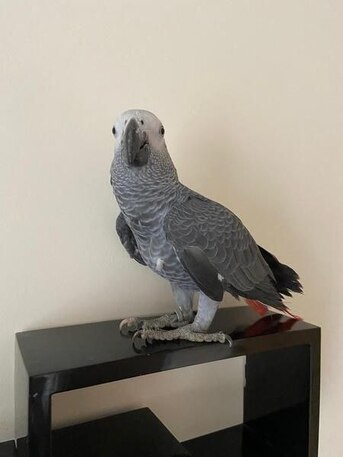 New York, Pet Supplies, USD 480,  African Grey Parrot With Red Tail Free For Adoption