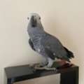USD 480,  African Grey Parrot With Red Tail Free For Adoption