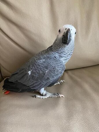 New York, Pet Supplies, USD 480,  African Grey Parrot With Red Tail Free For Adoption