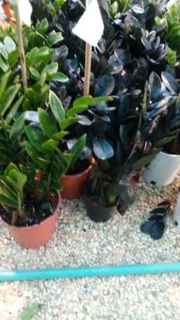 Riyadh, Farm & Garden, SAR 35,  Flowers,Indoor&Outdoor Plants Are Available In Riyadh With Delivery-0551298565
