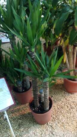 Riyadh, Farm & Garden, SAR 35,  Flowers,Indoor&Outdoor Plants Are Available In Riyadh With Delivery-0551298565