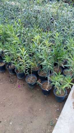 Riyadh, Farm & Garden, SAR 35,  Flowers,Indoor&Outdoor Plants Are Available In Riyadh With Delivery-0551298565