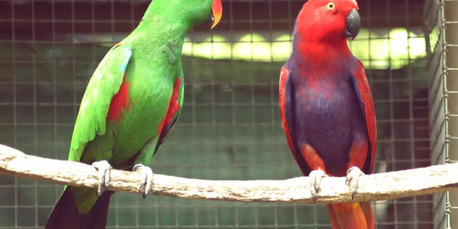 New York, Business, Pet Shippers In The USA | Safe Travel By AIRBORNE ANIMALS