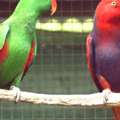 Pet Shippers In The USA | Safe Travel By AIRBORNE ANIMALS
