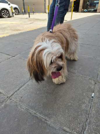 Riyadh, Pet Supplies, SAR 1500,  Female Puppy For Sale