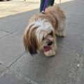 SAR 1500,  Female Puppy For Sale