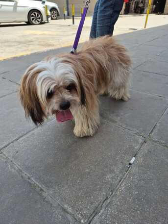 Riyadh, Pet Supplies, SAR 1500,  Female Puppy For Sale