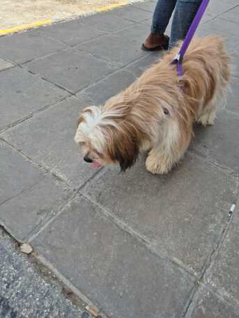 Riyadh, Pet Supplies, SAR 1500,  Female Puppy For Sale