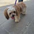 Female Puppy For Sale