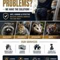 Local Wildlife Removal Professionals In Norwalk, CT