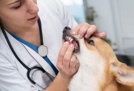 New York, Medical, Keep Your Pet Smiling With Professional Veterinary Dental Care In Sacramento