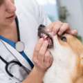 Keep Your Pet Smiling With Professional Veterinary Dental Care In Sacramento