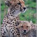 Romantic Africa Honeymoon Packages In Tanzania