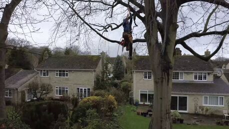 London, Business, Birdsall Tree Services