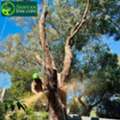 Professional Tree Cutters Melbourne For Safe And Efficient Tree Care