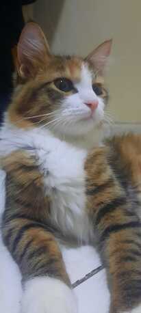 Al Khobar Al Shamalia, Pet Adoption, Cats Put Up For Adoption. Sweet Cats Friendly In Nature