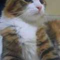Cats Put Up For Adoption. Sweet Cats Friendly In Nature