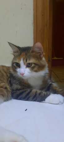 Al Khobar Al Shamalia, Pet Adoption, Cats Put Up For Adoption. Sweet Cats Friendly In Nature