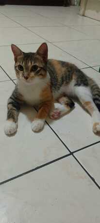 Al Khobar Al Shamalia, Pet Adoption, Cats Put Up For Adoption. Sweet Cats Friendly In Nature