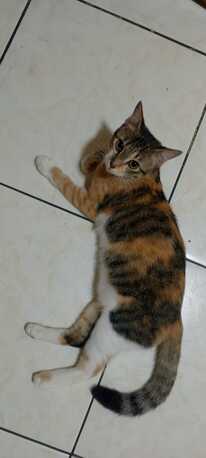 Al Khobar Al Shamalia, Pet Adoption, Cats Put Up For Adoption. Sweet Cats Friendly In Nature