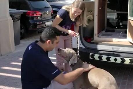London, Local News, Pet Relocation Services UK & Pet And Owner Transport