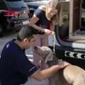 Pet Relocation Services UK & Pet And Owner Transport