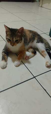 Khobar, Pet Adoption, Two Sweet Cats Put Up For Adoption