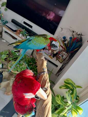 Puerto Rico, Pet Supplies, USD 750,  Beautiful Pair Of Macaws For Sale
