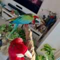 USD 750,  Beautiful Pair Of Macaws For Sale