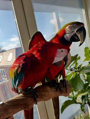 Puerto Rico, Pet Supplies, USD 750,  Beautiful Pair Of Macaws For Sale