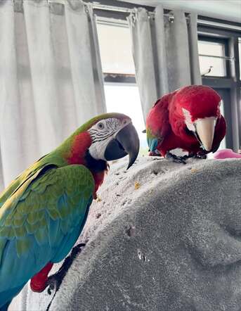 Washington DC, Pet Supplies, USD 800,  Stunning Macaw Pair For Sale &ndash; Intelligent, Friendly & Beautiful