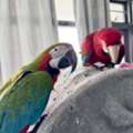 USD 800, Stunning Macaw Pair For Sale – Intelligent, Friendly & Beautiful