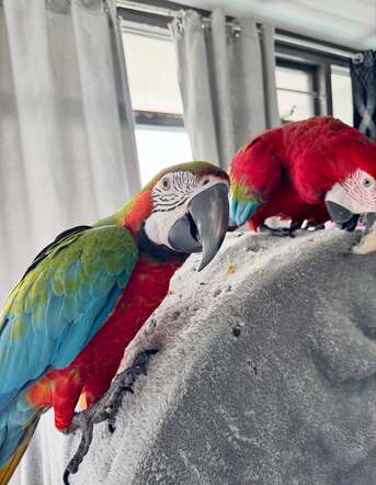 Washington DC, Pet Supplies, USD 800,  Stunning Macaw Pair For Sale &ndash; Intelligent, Friendly & Beautiful