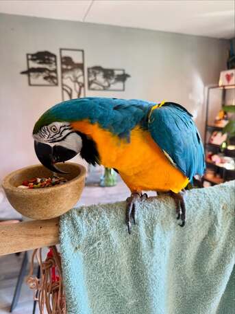 U.S. Virgin Islands, Pet Supplies, USD 500,  Stunning Blue-and-Gold Macaw For Sale