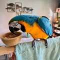 USD 500, Stunning Blue-and-Gold Macaw For Sale