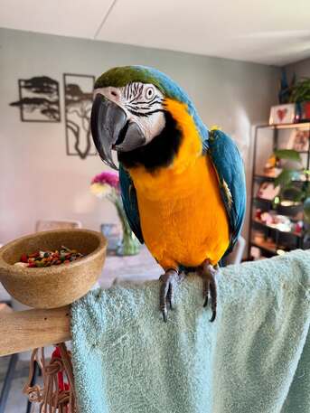 U.S. Virgin Islands, Pet Supplies, USD 500,  Stunning Blue-and-Gold Macaw For Sale