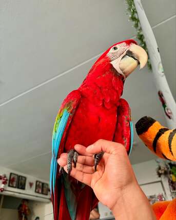 Tampa Bay, Pet Supplies, USD 400,  Gorgeous Green-Winged Macaw For Sale