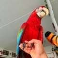 USD 400,  Gorgeous Green-Winged Macaw For Sale