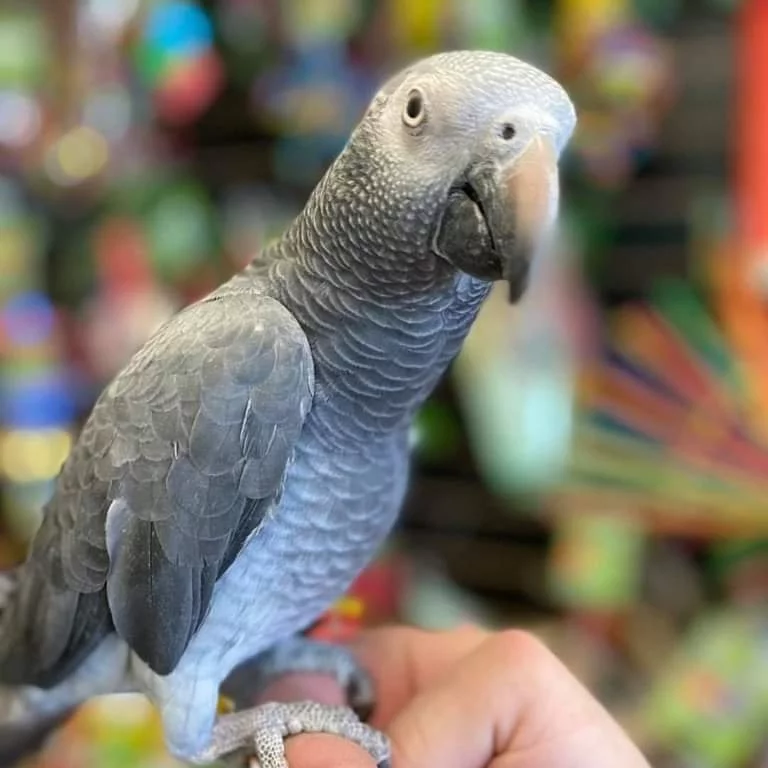 Seattle, Pet Supplies, USD 380,  African Grey Parrot For Sale