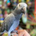 USD 380,  African Grey Parrot For Sale