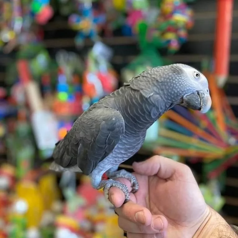 Seattle, Pet Supplies, USD 380,  African Grey Parrot For Sale
