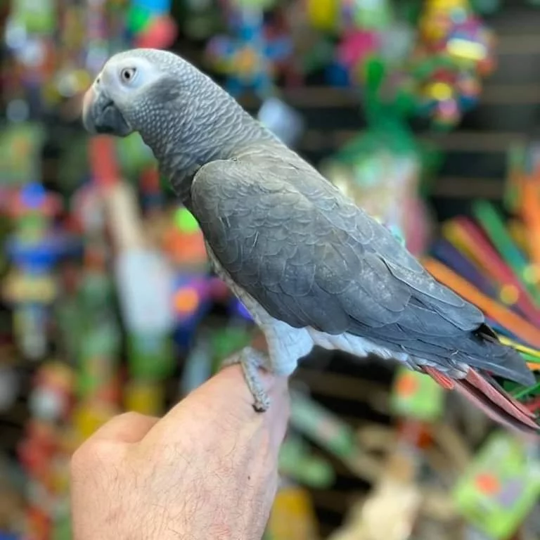 Seattle, Pet Supplies, USD 380,  African Grey Parrot For Sale