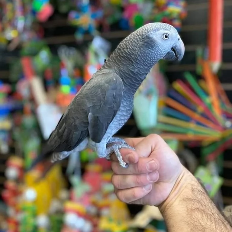Seattle, Pet Supplies, USD 380,  African Grey Parrot For Sale