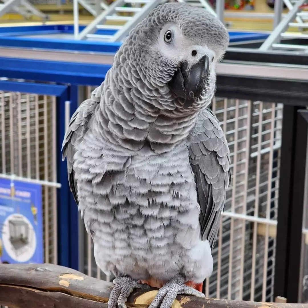 San Francisco, Pet Supplies, USD 380,  Buy African Grey Parrots Online